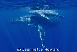 Mother and new born calf in Tonga off Vava'u, no strobes ... by Jeannette Howard 